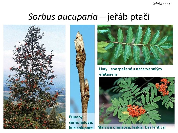 Malaceae Sorbus aucuparia – jeřáb ptačí Listy lichozpeřené s načervenalým vřetenem Pupeny černofialové, bíle