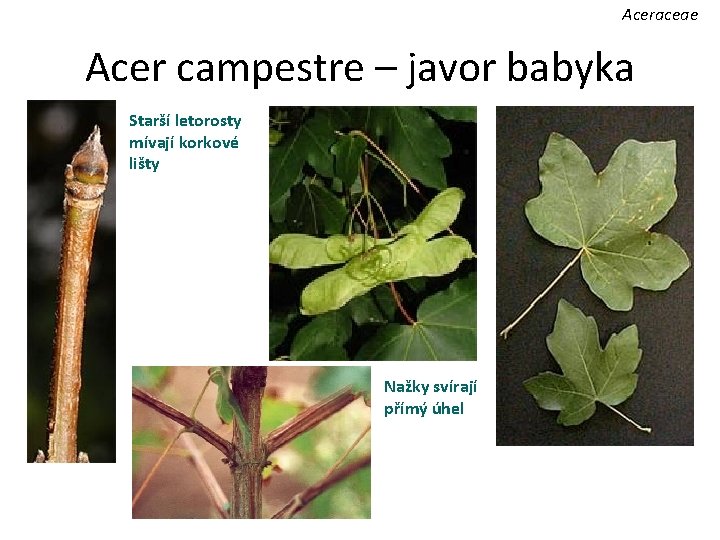 Aceraceae Acer campestre – javor babyka Starší letorosty mívají korkové lišty Nažky svírají přímý
