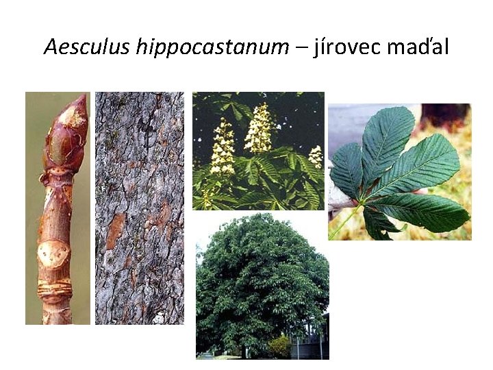 Aesculus hippocastanum – jírovec maďal 