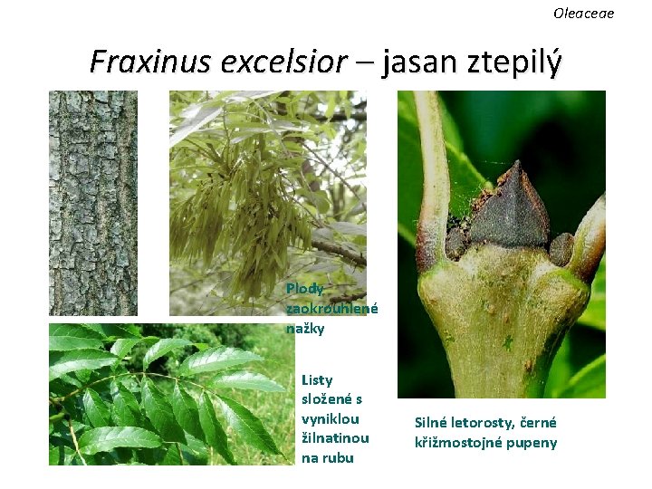 Oleaceae Fraxinus excelsior – jasan ztepilý Plody zaokrouhlené nažky Listy složené s vyniklou žilnatinou