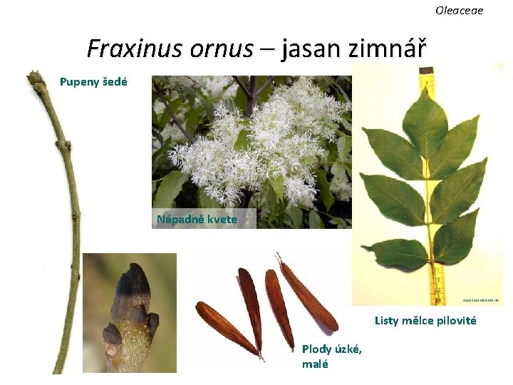 Oleaceae Fraxinus ornus – jasan zimnář Pupeny šedé Nápadně kvete Listy mělce pilovité Plody