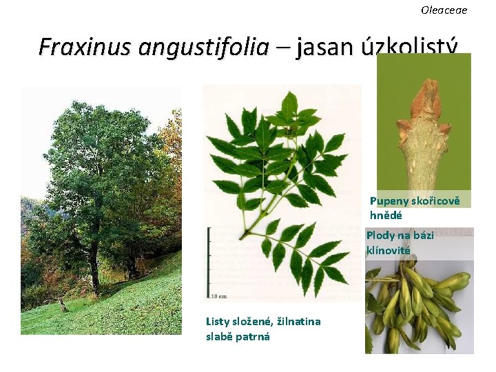 Oleaceae Fraxinus angustifolia – jasan úzkolistý Pupeny skořicově hnědé Plody na bázi klínovité Listy