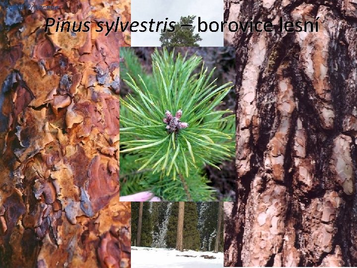 Čeleď Pinaceae Pinus sylvestris – borovice lesní 