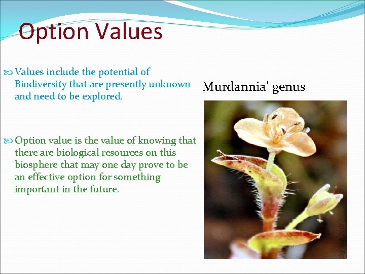 Option Values include the potential of Biodiversity that are presently unknown and need to