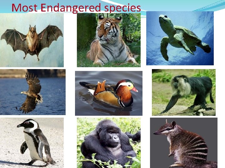 Most Endangered species 