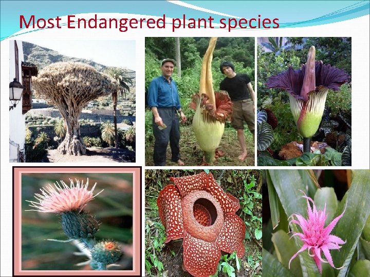 Most Endangered plant species 