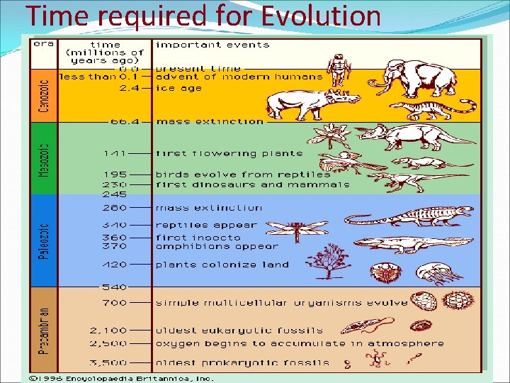 Time required for Evolution 