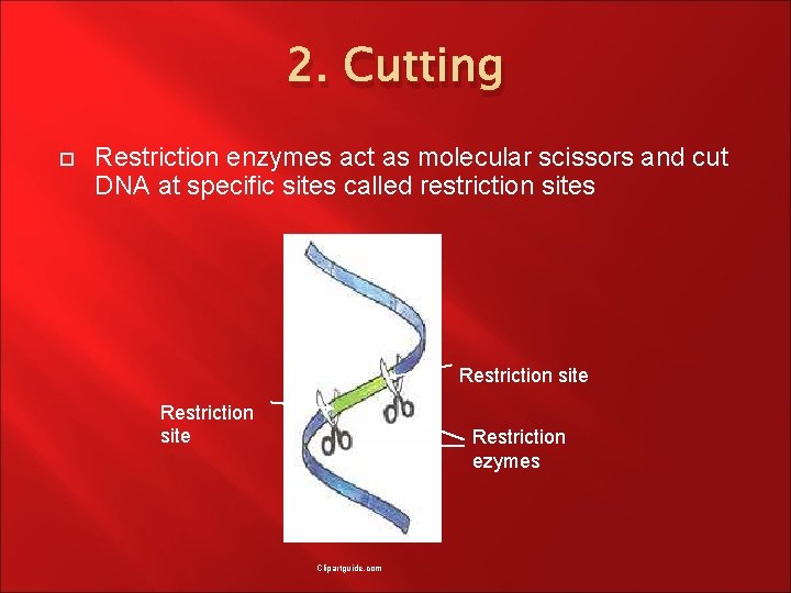 2. Cutting Restriction enzymes act as molecular scissors and cut DNA at specific sites