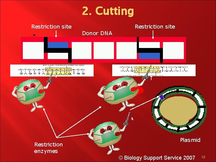 2. Cutting Restriction site Donor DNA Restriction enzymes Plasmid © Biology Support Service 2007