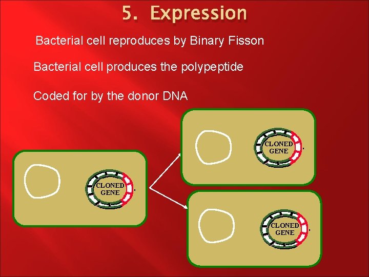 5. Expression Bacterial cell reproduces by Binary Fisson Bacterial cell produces the polypeptide Coded