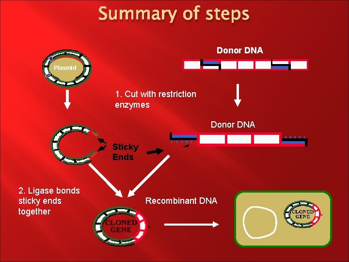 Summary of steps Donor DNA Plasmid 1. Cut with restriction enzymes Donor DNA Sticky