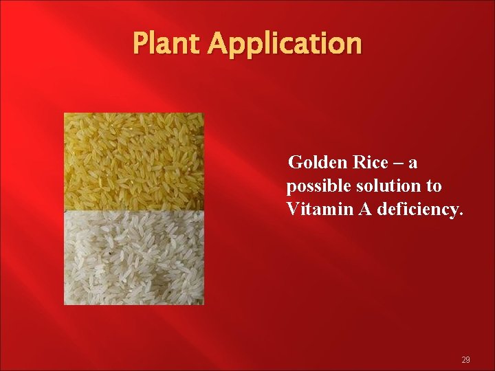 Plant Application Golden Rice – a possible solution to Vitamin A deficiency. 29 