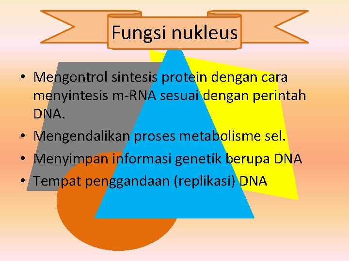 Fungsi nukleus • Mengontrol sintesis protein dengan cara menyintesis m-RNA sesuai dengan perintah DNA.