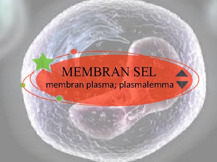 MEMBRAN SEL membran plasma; plasmalemma 