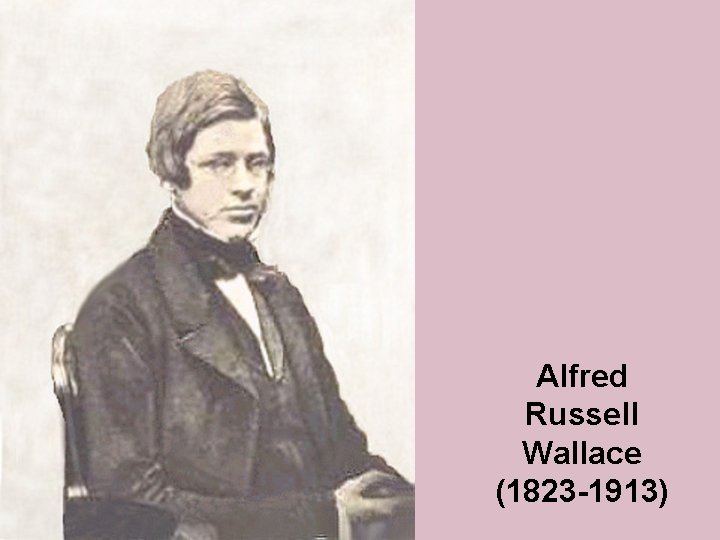 Alfred Russell Wallace (1823 -1913) 