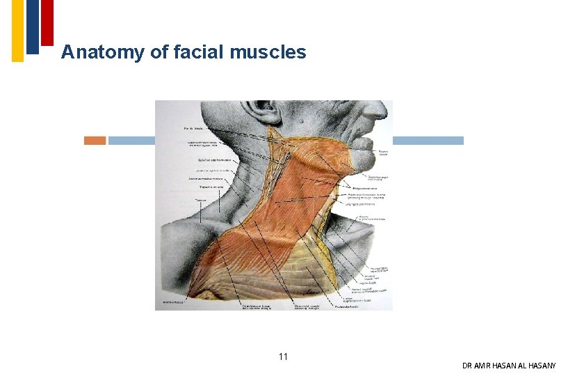 Anatomy of facial muscles 11 DR AMR HASAN AL HASANY 