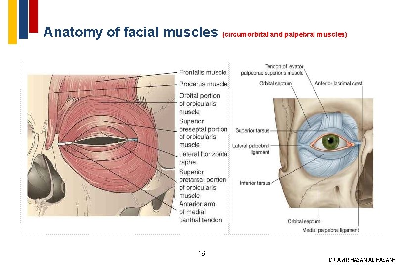 Anatomy of facial muscles (circumorbital and palpebral muscles) 16 DR AMR HASAN AL HASANY
