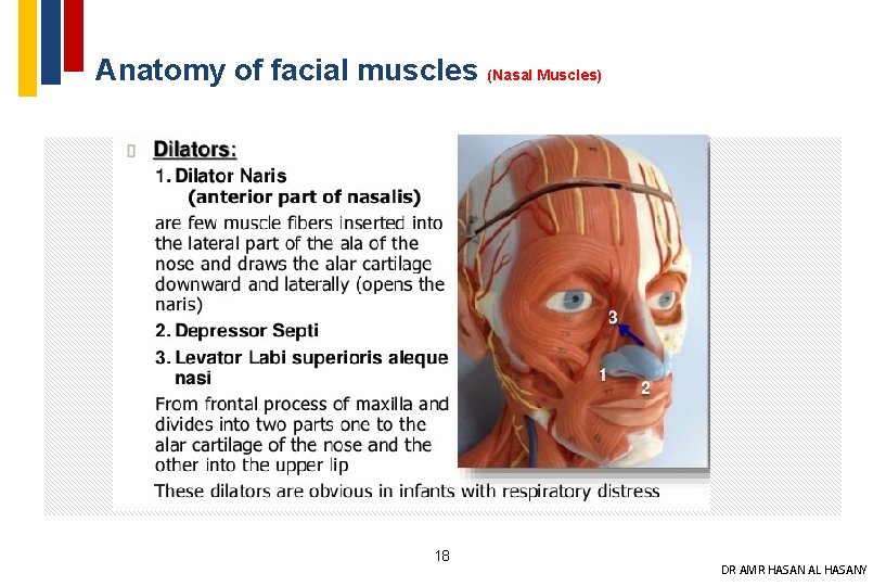 Anatomy of facial muscles (Nasal Muscles) 18 DR AMR HASAN AL HASANY 