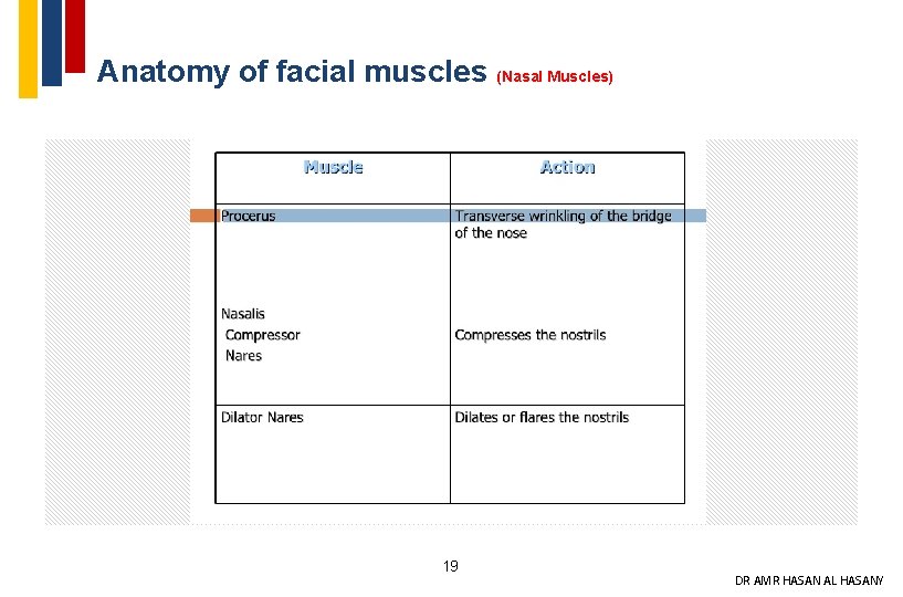 Anatomy of facial muscles (Nasal Muscles) 19 DR AMR HASAN AL HASANY 