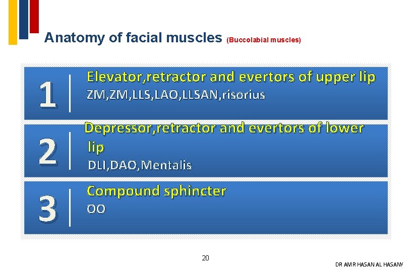 Anatomy of facial muscles (Buccolabial muscles) 1 2 3 Elevator, retractor and evertors of