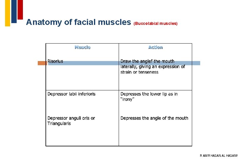 Anatomy of facial muscles (Buccolabial muscles) 24 DR AMR HASAN AL HASANY 
