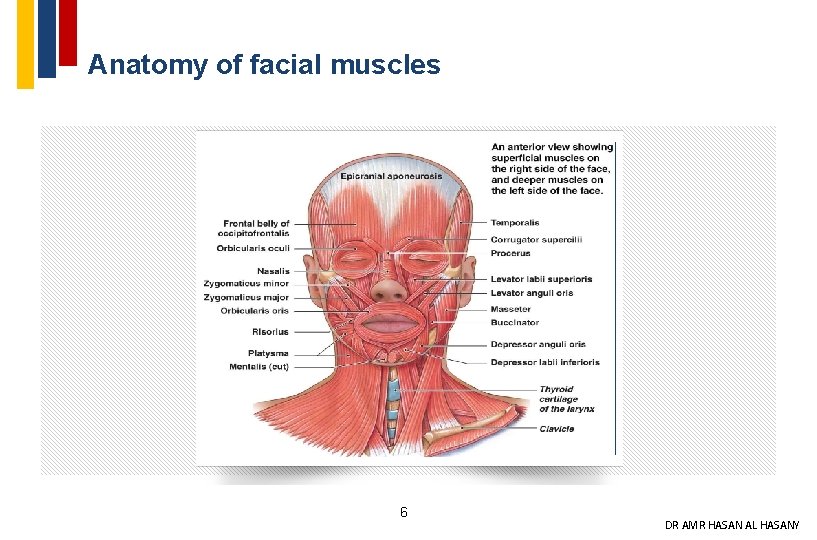 Anatomy of facial muscles 6 DR AMR HASAN AL HASANY 