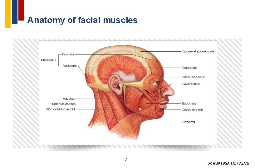 Anatomy of facial muscles 7 DR AMR HASAN AL HASANY 