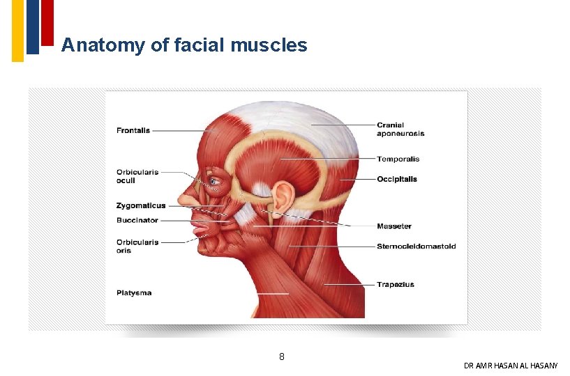 Anatomy of facial muscles 8 DR AMR HASAN AL HASANY 