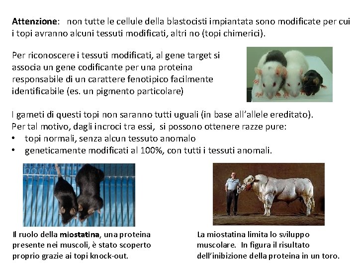 Attenzione: non tutte le cellule della blastocisti impiantata sono modificate per cui i topi