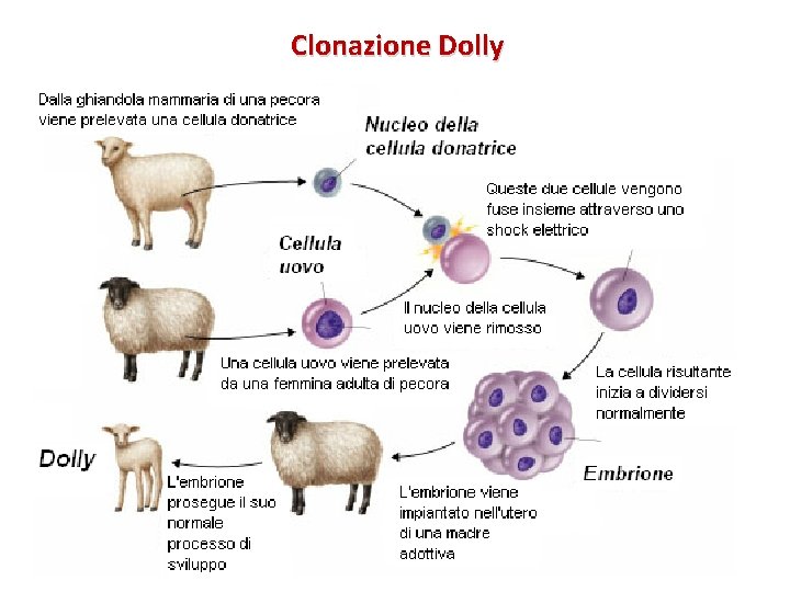 Clonazione Dolly 
