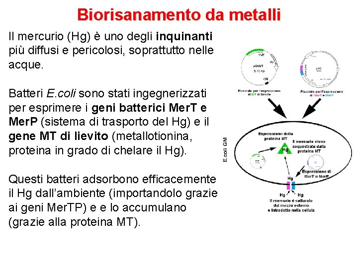 Biorisanamento da metalli Il mercurio (Hg) è uno degli inquinanti più diffusi e pericolosi,