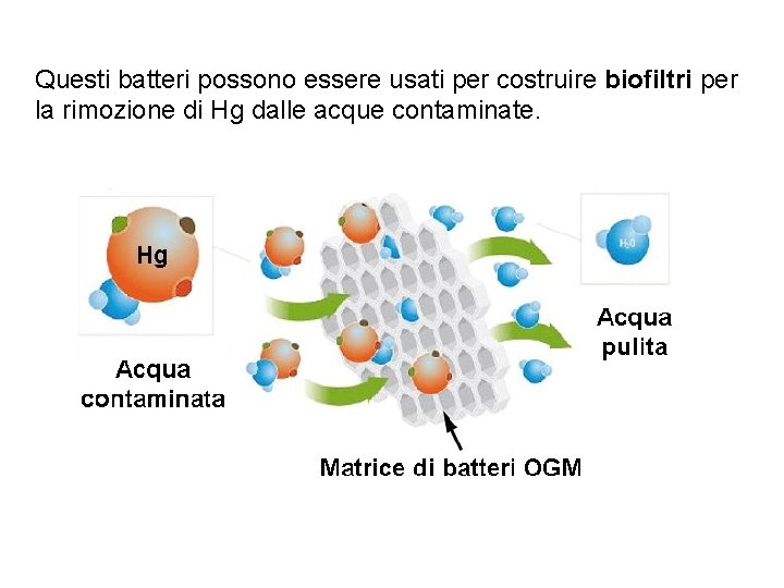 Questi batteri possono essere usati per costruire biofiltri per la rimozione di Hg dalle