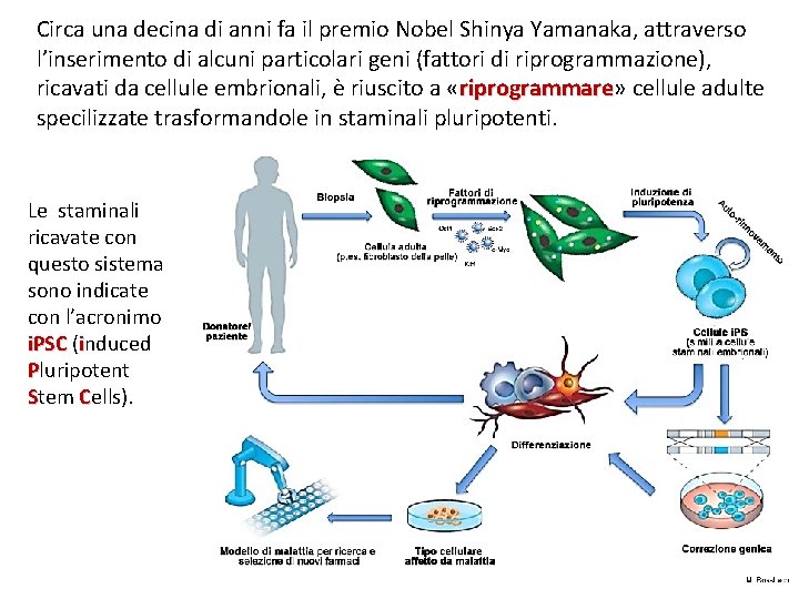 Circa una decina di anni fa il premio Nobel Shinya Yamanaka, attraverso l’inserimento di