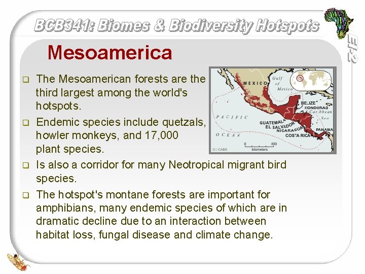 Mesoamerica q q The Mesoamerican forests are third largest among the world's hotspots. Endemic