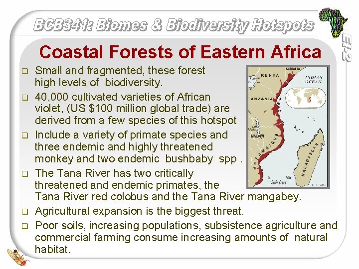 Coastal Forests of Eastern Africa q q q Small and fragmented, these forest high