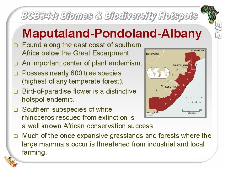 Maputaland-Pondoland-Albany q q q Found along the east coast of southern Africa below the