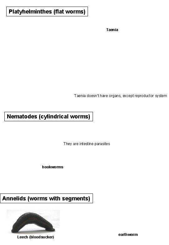 Platyhelminthes (flat worms) Taenia doesn’t have organs, except reproductor system Nematodes (cylindrical worms) They