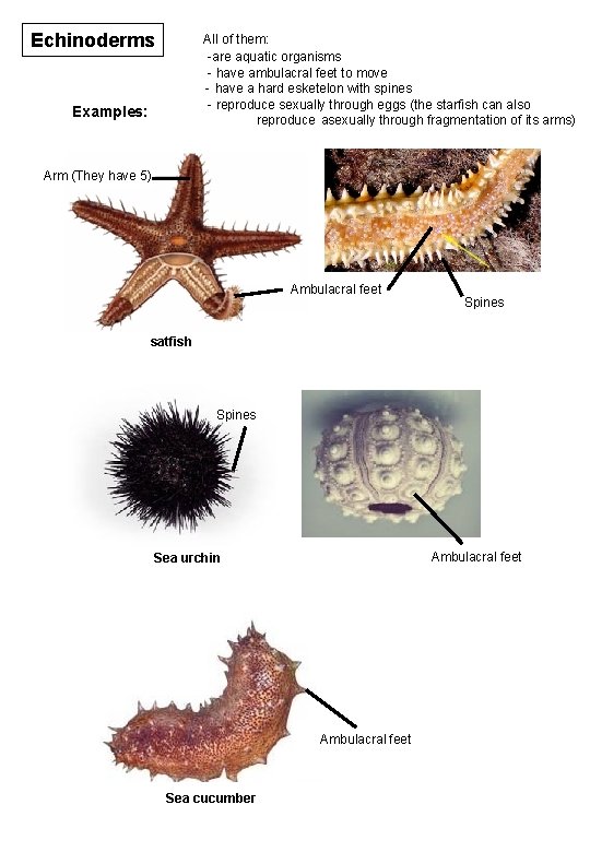 Echinoderms All of them: -are aquatic organisms - have ambulacral feet to move -