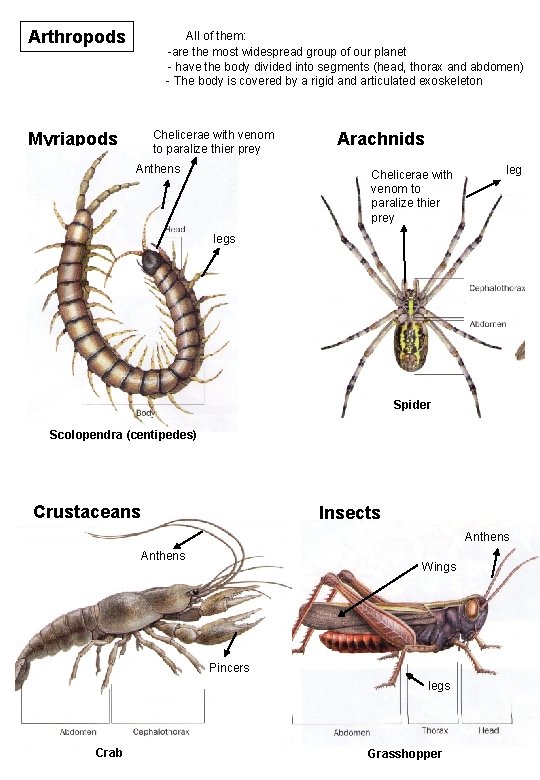 Arthropods All of them: -are the most widespread group of our planet - have