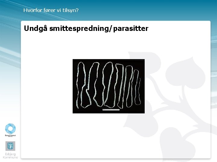 Hvorfor fører vi tilsyn? Undgå smittespredning/parasitter 