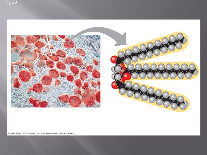Fig. 4 -6 Fat droplets (stained red) 100 µm (a) Mammalian adipose cells (b)