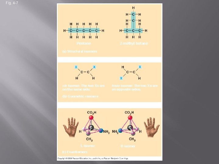 Fig. 4 -7 Pentane 2 -methyl butane (a) Structural isomers cis isomer: The two