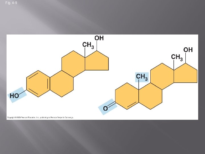 Fig. 4 -9 Estradiol Testosterone 