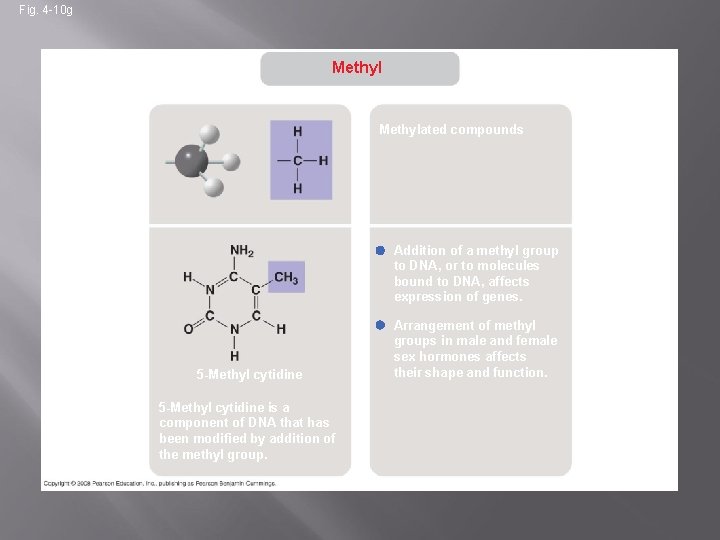 Fig. 4 -10 g Methyl STRUCTURE Methylated compounds EXAMPLE Addition of a methyl group