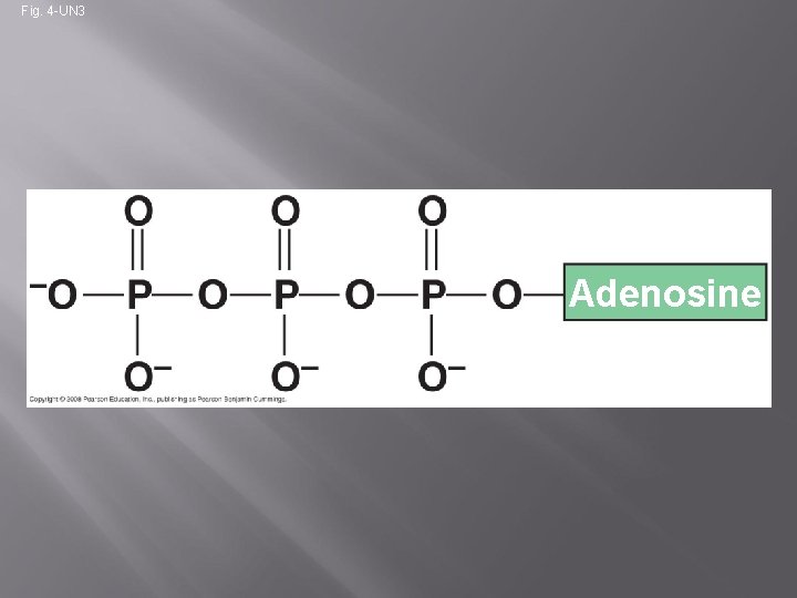 Fig. 4 -UN 3 Adenosine 