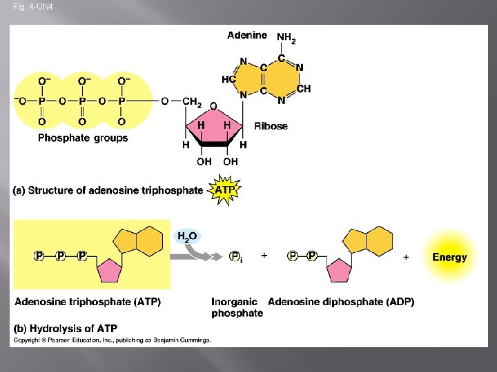 Fig. 4 -UN 4 Reacts with H 2 O P P P Adenosine ATP