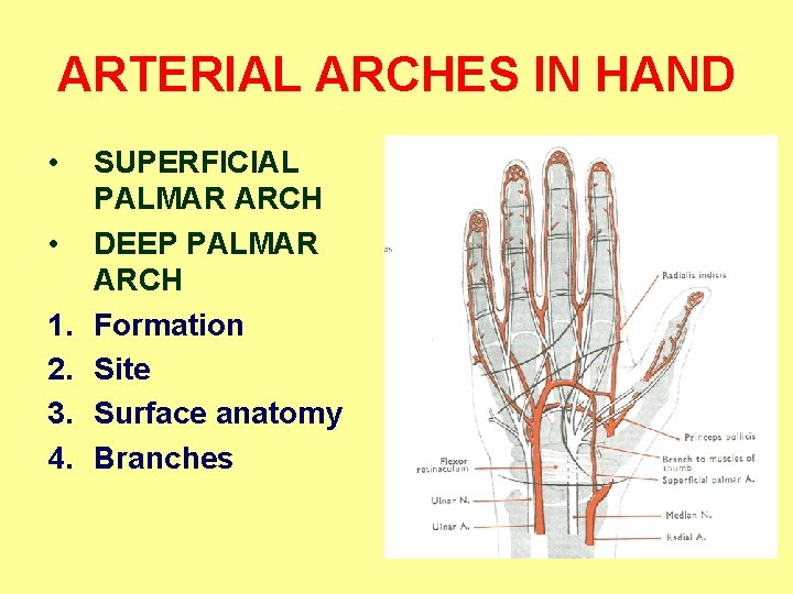 ARTERIAL ARCHES IN HAND • • 1. 2. 3. 4. SUPERFICIAL PALMAR ARCH DEEP