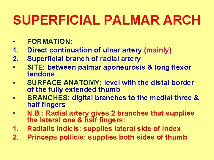 SUPERFICIAL PALMAR ARCH • 1. 2. • • 1. 2. FORMATION: Direct continuation of