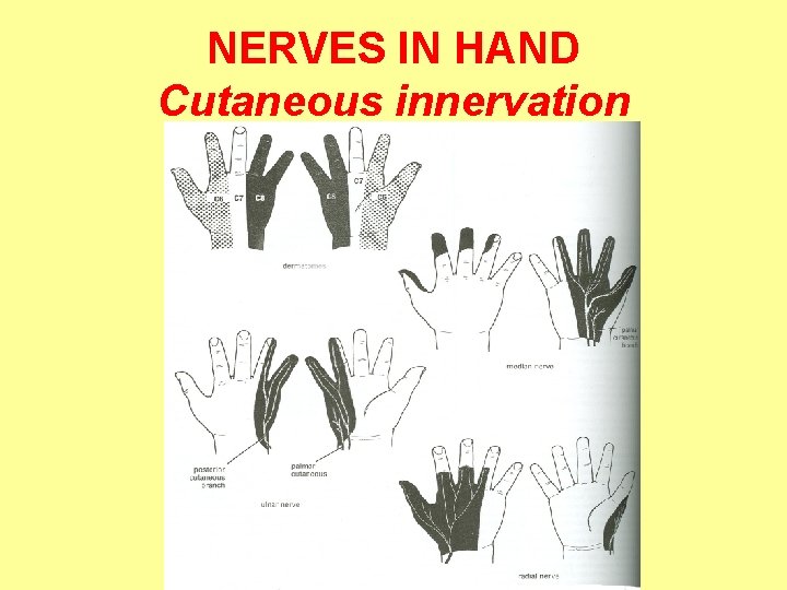 NERVES IN HAND Cutaneous innervation 