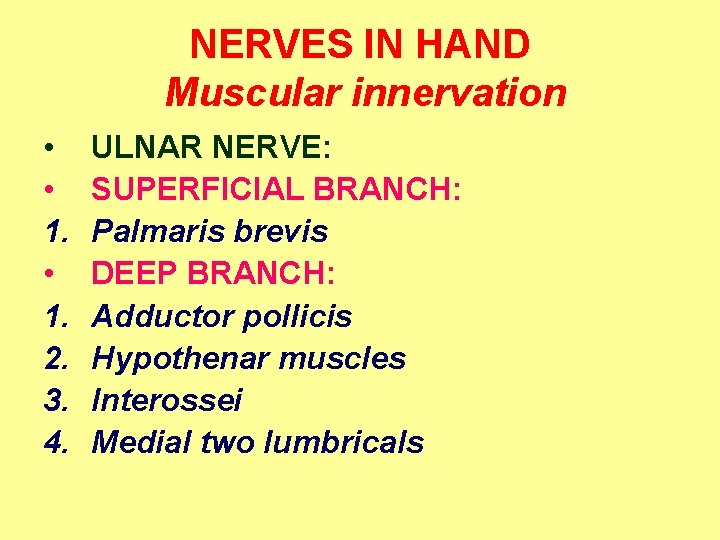 NERVES IN HAND Muscular innervation • • 1. 2. 3. 4. ULNAR NERVE: SUPERFICIAL